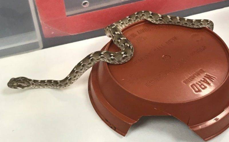 One of the deadliest snakes found in UK after surviving a 4000 mile trip from Pakistan